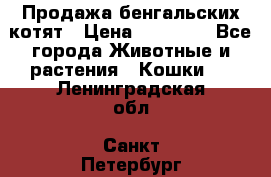 Продажа бенгальских котят › Цена ­ 20 000 - Все города Животные и растения » Кошки   . Ленинградская обл.,Санкт-Петербург г.